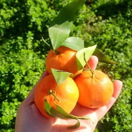 Sunshine Boutique * داليان