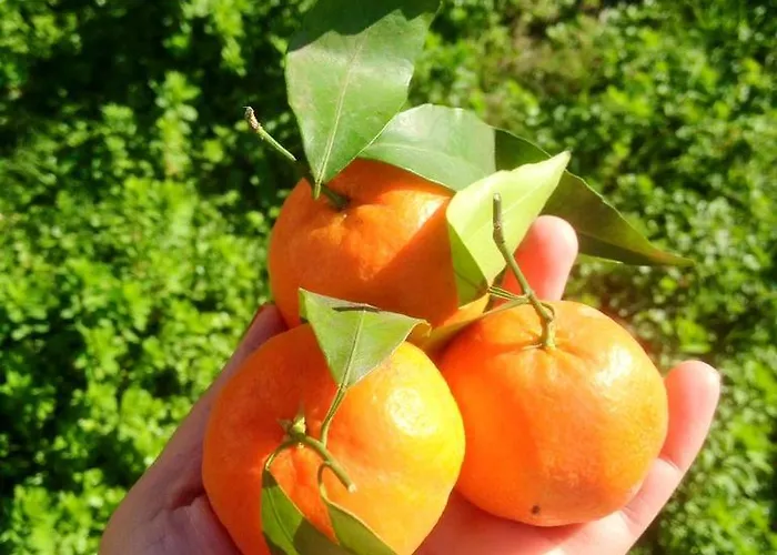 Sunshine Boutique * 达利安