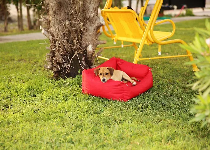 Sunshine Boutique 达利安